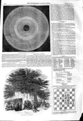 Original Old Antique Print 1845 Astronomy Sun Plam Sunday Crowhurst Tree 19th