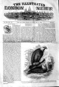 Original Old Antique Print 1845 White Headed Eagles Zoological Gardens Regent'S