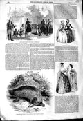 Original Old Antique Print 1845 Queen Portsmouth Australian Ant Eater Fashion