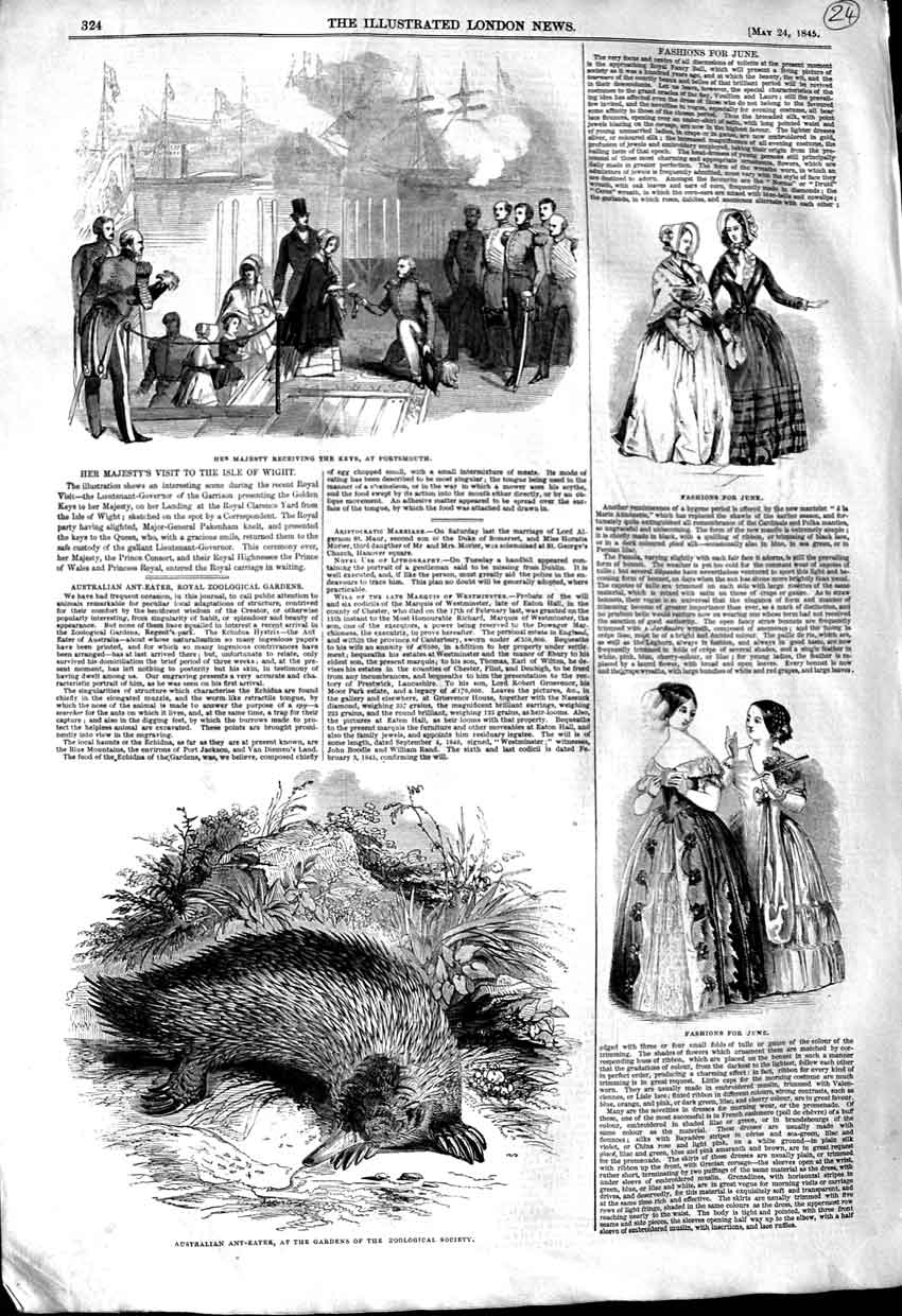 Original Old Antique Print 1845 Queen Portsmouth Australian Ant Eater Fashion