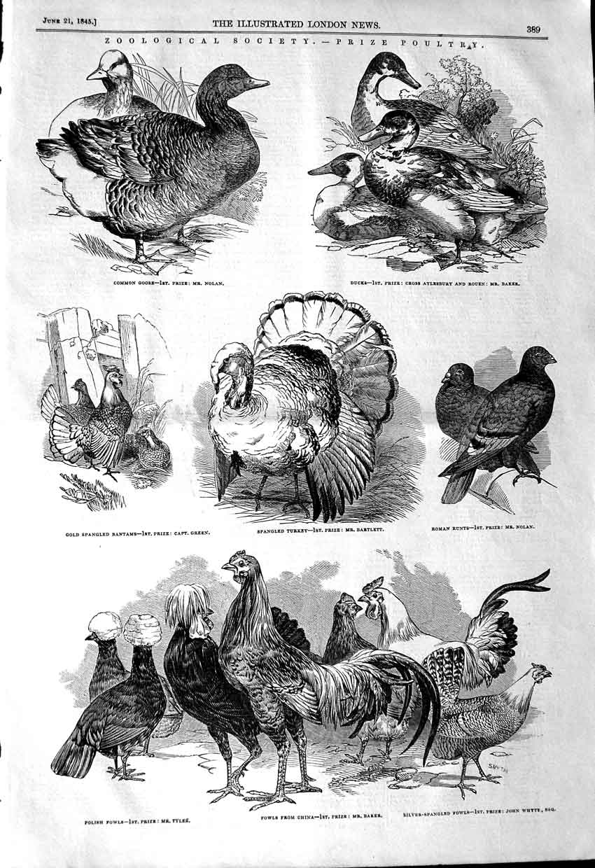 Original Old Antique Print 1845 Prize Poultry Bantams Goose Fowls Turke 19th