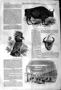 Old Antique Print 1845 Goliah Aratoo Bird British Museum European Bison 19th