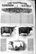 Old Antique Print 1845 Smithfield Club Prize Cattle Ox Heifer Devon Steer 19th