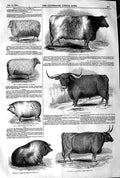 Original Old Antique Print 1845 Prize Cattle Ox Pig Wether Sheep Farm Ma 19th