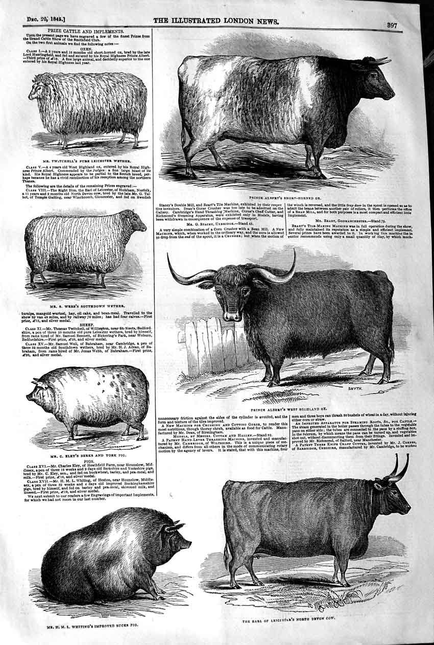 Original Old Antique Print 1845 Prize Cattle Ox Pig Wether Sheep Farm Ma 19th
