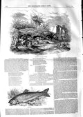 Original Old Antique Print 1846 Agriculture Lambing Farming Tro 19th