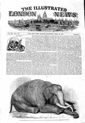 Original Old Antique Print 1847 Dead Elephant Gardens Zoological Regent'S Park