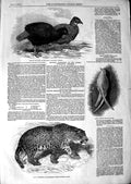 Original Old Antique Print 1847 Jaguar White Swallow Impeyan Pheasants Surrey
