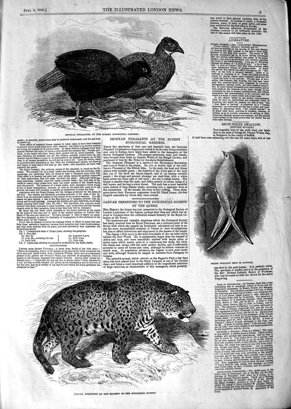 Original Old Antique Print 1847 Jaguar White Swallow Impeyan Pheasants Surrey