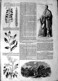Original Old Antique Print 1847 Lough Statue Prince Albert Tree Wimbledon Crops