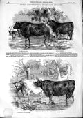 Old Antique Print 1847 Royal Agricultural Show Cattle Short Horns Devon 19th