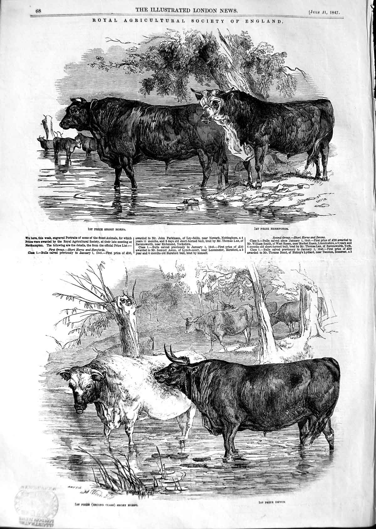Old Antique Print 1847 Royal Agricultural Show Cattle Short Horns Devon 19th