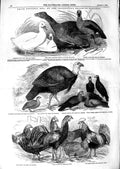 Original Old Antique Print 1847 Prize Poultry Irish Goose Fowls Turkeys Pigeons