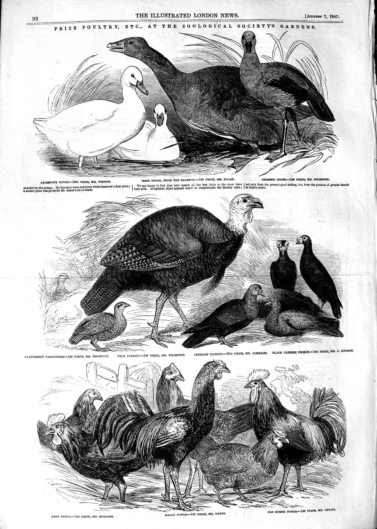 Original Old Antique Print 1847 Prize Poultry Irish Goose Fowls Turkeys Pigeons