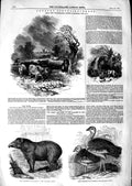 Original Old Antique Print 1847 Country Scene Tapir Bustards Zoological Society