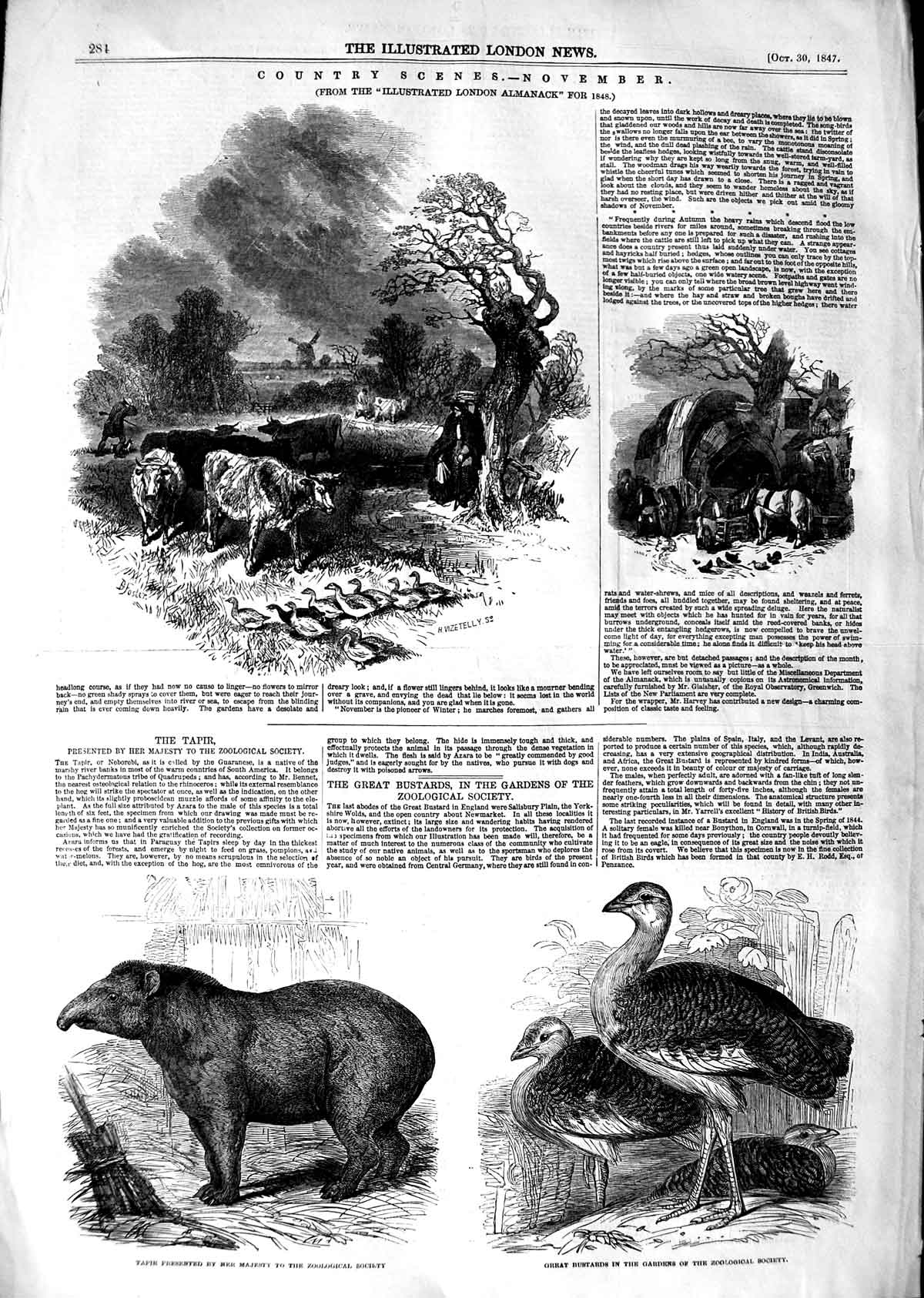 Original Old Antique Print 1847 Country Scene Tapir Bustards Zoological Society