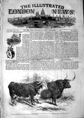 Old Antique Print 1847 Smithfield Club Cattle Show Hereford Ox Highland 19th