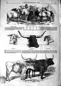 Original Old Antique Print 1847 Foreign Cattle Sheep Bull Spanish German 19th