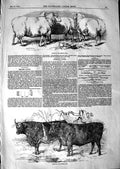 Original Old Antique Print 1847 English Cattle Grass-Fed Lincolnshire Oxe 19th