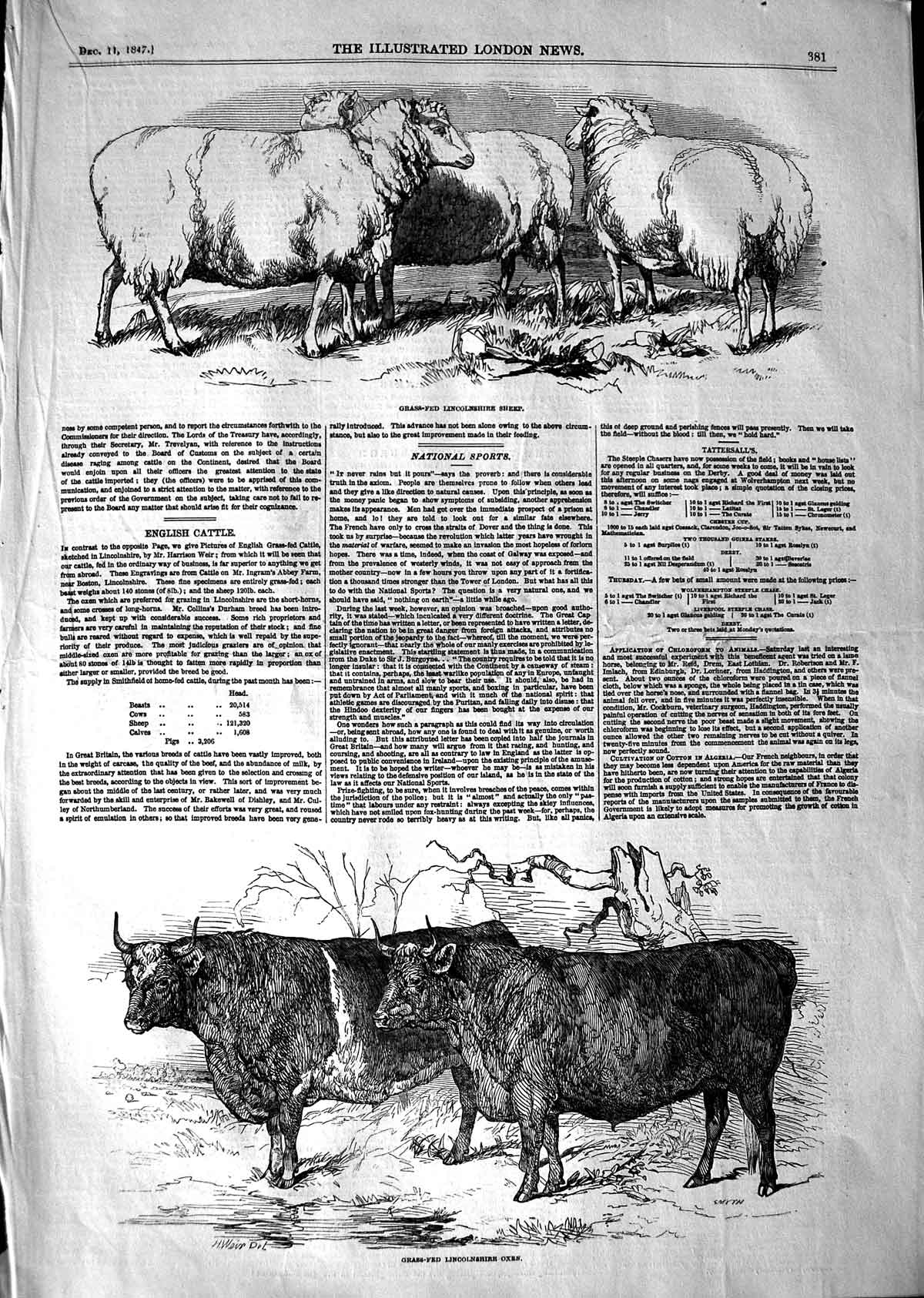Original Old Antique Print 1847 English Cattle Grass-Fed Lincolnshire Oxe 19th