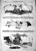 Old Antique Print 1847 Smithfield Club Cattle Show Hereford Smith Sheep 19th