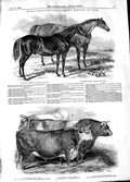 Old Antique Print 1848 Royal Agricultural Animals Horse Cows Pigs Sheep 19th