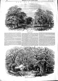 Original Old Antique Print 1848 New Forest Southampton Road Mark Ash Wood 19th