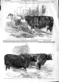 Old Antique Print 1848 Smithfield Club Cattle Show Pig Hybrid Heifer Ox 19th