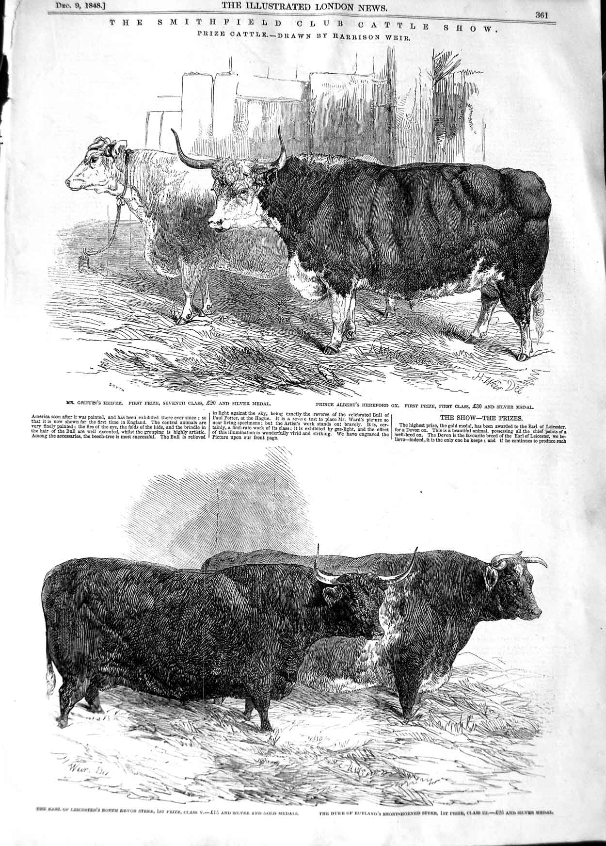 Old Antique Print 1848 Smithfield Club Cattle Show Pig Hybrid Heifer Ox 19th