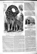 Original Old Antique Print 1849 Otford Castle Kent Giraffe Young Zoological 19th