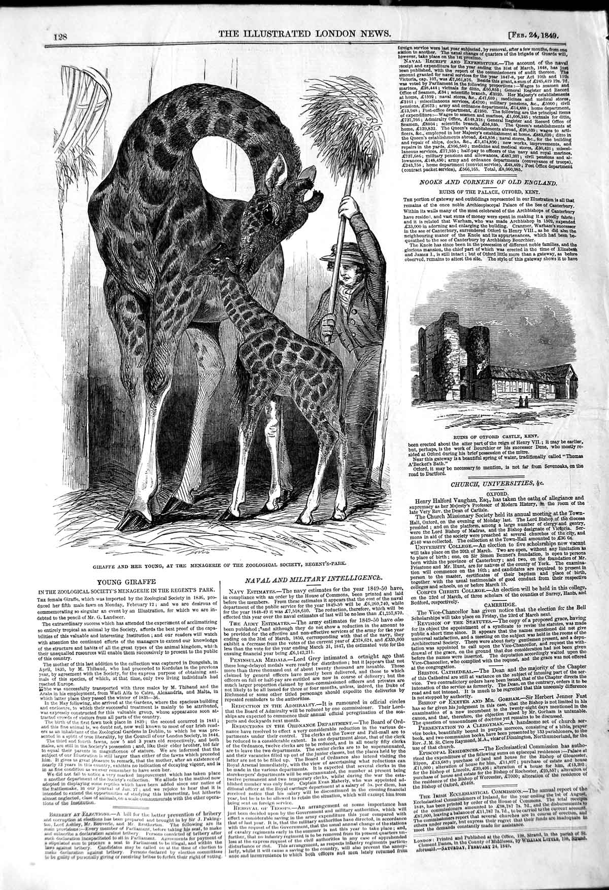 Original Old Antique Print 1849 Otford Castle Kent Giraffe Young Zoological 19th