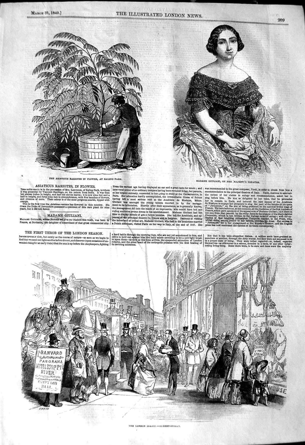 Old Antique Print 1849 Asiaticus Rariotes Flower Giulliani Theatre London 19th