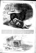 Original Old Antique Print 1849 Bull Tiger Fight Toros Madrid Spain French Palo