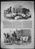 Antique Old Print 1849 Smithfield Market Sheep Drover'S Goad Animals Cattle