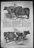 Old 1849 Marquis Exeter Ox Earl Leicester Devon Cattle Wiley Cow Flet Victorian