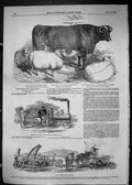 Old 1849 Smithfield Club Cattle Show Walmsley Wether Ransome May Engi Victorian