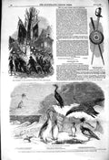 Original Old Antique Print 1850 Winter Birds Diver Chatterer Tree Liberty Paris
