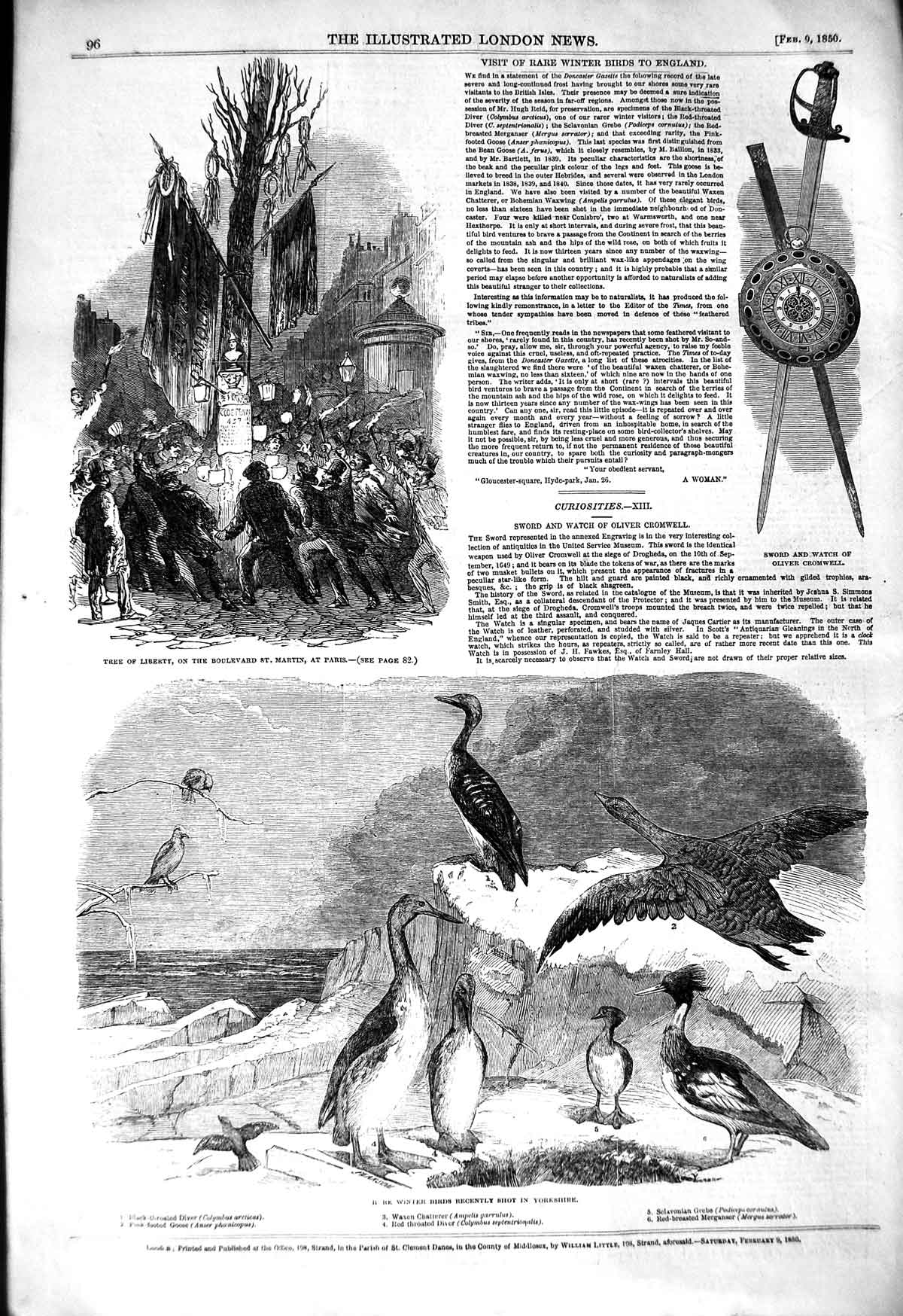 Original Old Antique Print 1850 Winter Birds Diver Chatterer Tree Liberty Paris