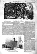 Original Old Antique Print 1850 Mahogany Trees West Indies Log Honduras Bir 19th