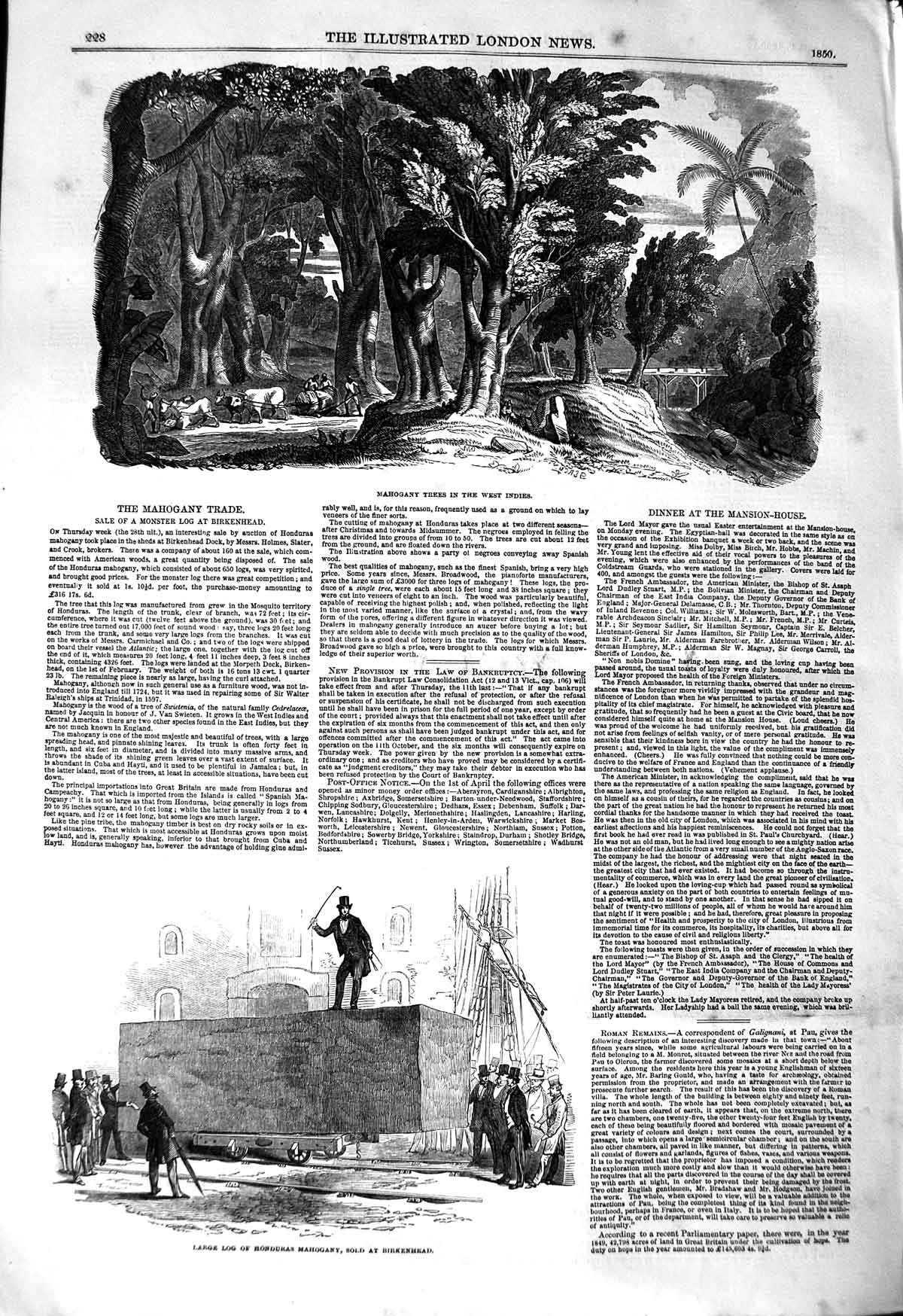 Original Old Antique Print 1850 Mahogany Trees West Indies Log Honduras Bir 19th