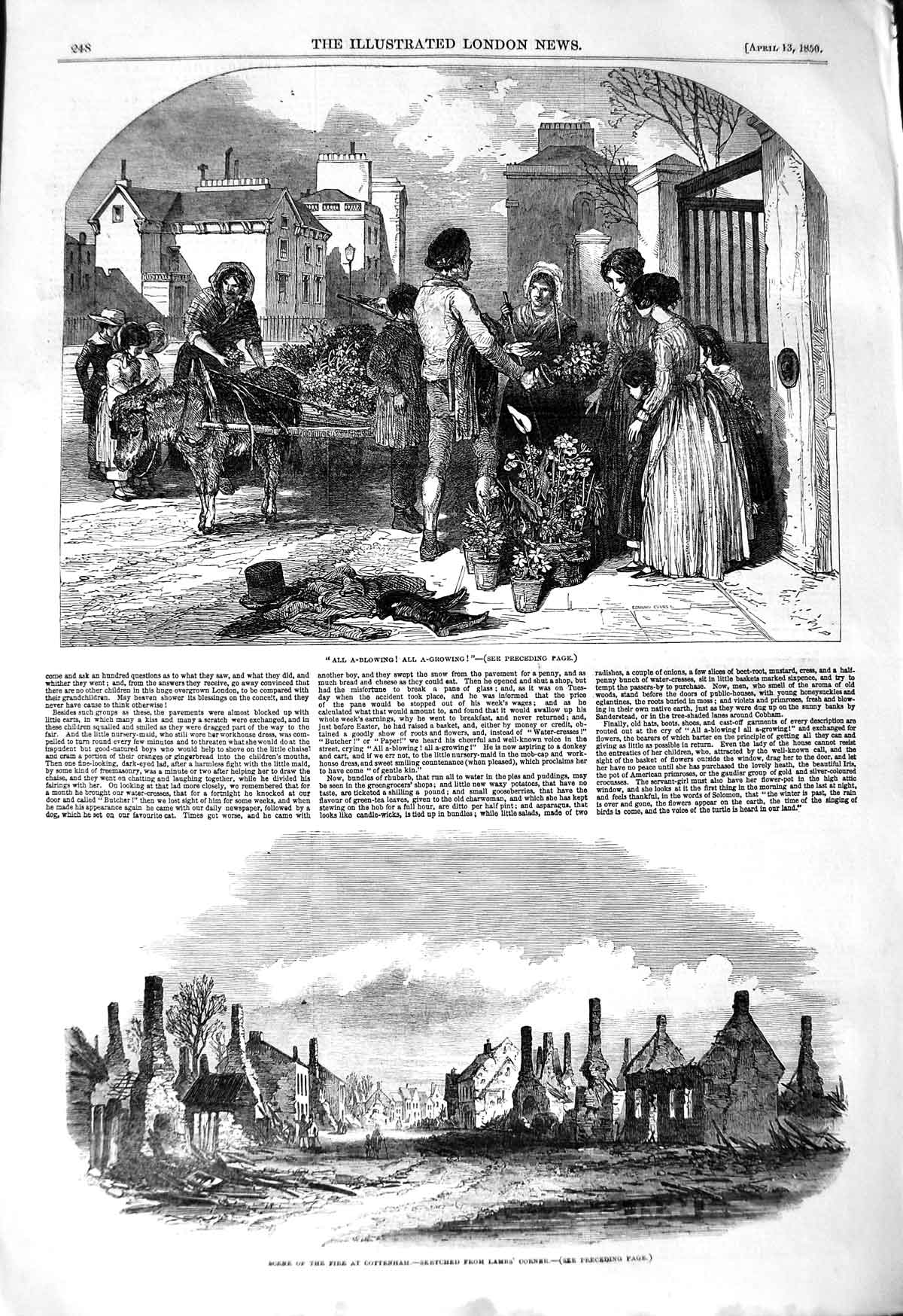 Original Old Antique Print 1850 Flower Seller Fire Cottenham Lambs Victorian