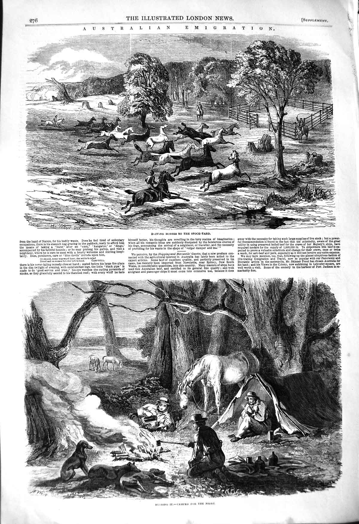 Original Old Antique Print 1850 Australian Emigration Driving Horses Bush Camp