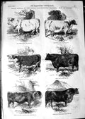 Old Antique Print 1850 Prize Cattle Royal Agricultural Show Exeter Cows 19th