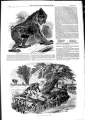 Old Antique Print 1850 Mandrill Baboon Zoological Regent'S Sniggling Eel 19th