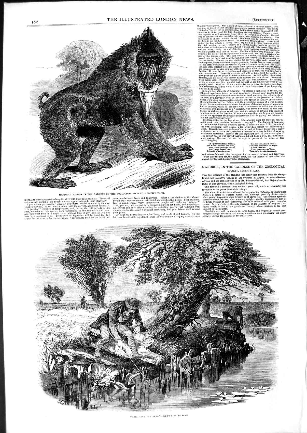 Old Antique Print 1850 Mandrill Baboon Zoological Regent'S Sniggling Eel 19th