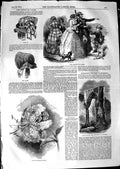 Old Antique Print 1850 Fashion English Arch Rochester Lilium Lancifolium 19th