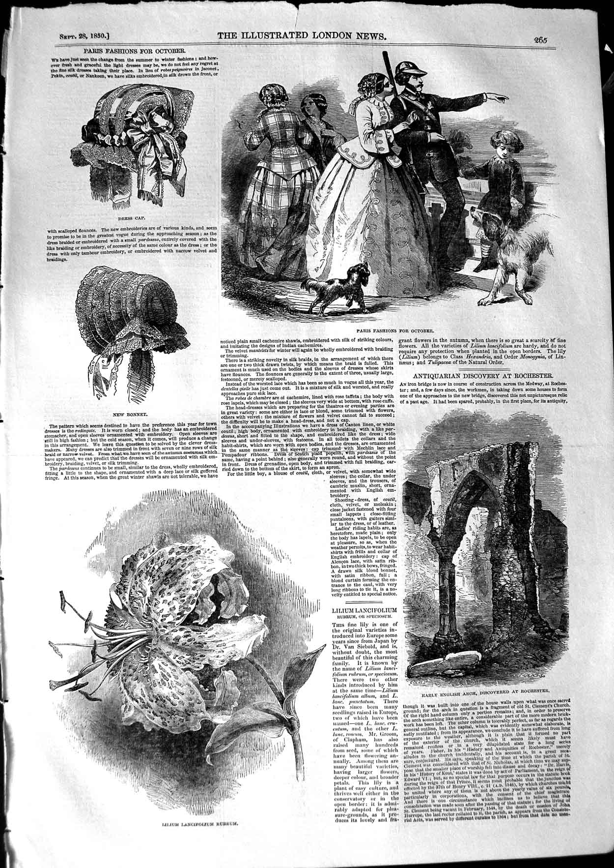 Old Antique Print 1850 Fashion English Arch Rochester Lilium Lancifolium 19th