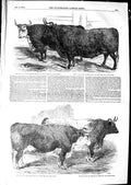 Old Antique Print 1850 Prince Albert Hereford Ox Tucker Hardwicke Heath 19th