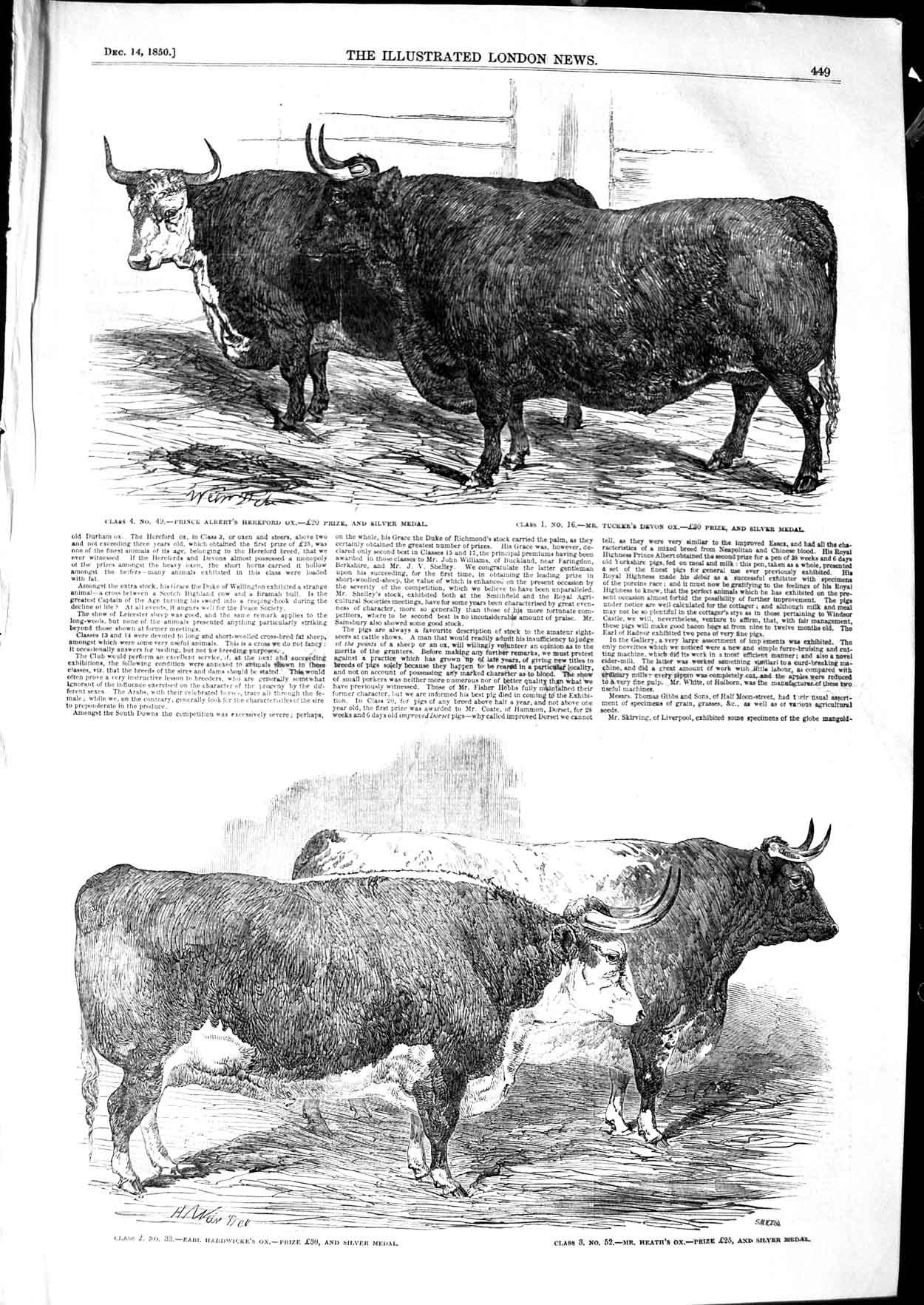 Old Antique Print 1850 Prince Albert Hereford Ox Tucker Hardwicke Heath 19th