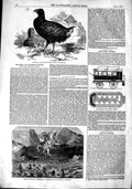 Original Old Antique Print 1851 Moho Notornis Mantelli Zealand Pantomime 19th